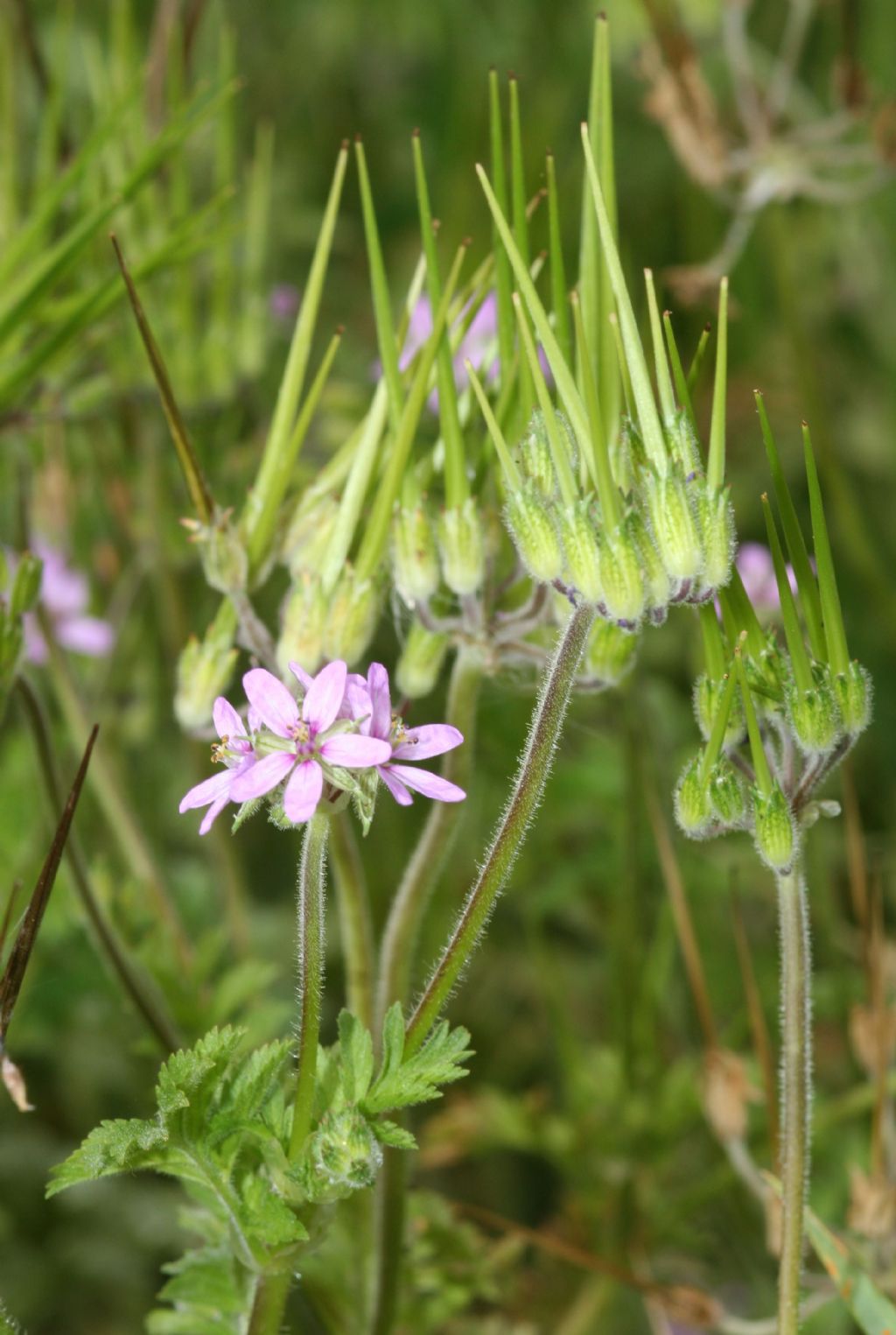 Geranium ?  No,  Erodium sp.